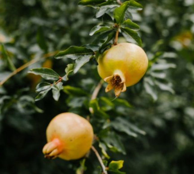 Ecotech Pomegranates Orchard